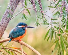 „Máme ledňáčka!“ Na jihu Čech začalo velké kroužkování ptáků