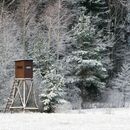 Novela lesního zákona prodlužuje lhůtu pro obnovu lesů