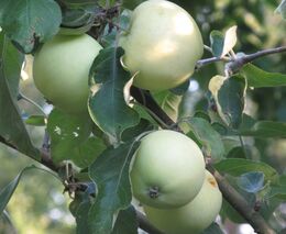 Ovocnářův rok – červenec a srpen (léto)