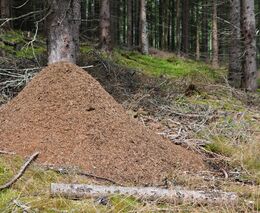 Kůrovcové kalamity omezují životnost mravenišť lesních mravenců