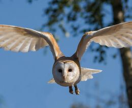 Sovy v přírodě ubývají. Doplácejí na špatné hospodaření člověka