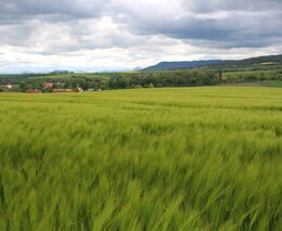 Agrární organizace zemí V4 požadují po Evropské komisi peníze z krizové rezervy
