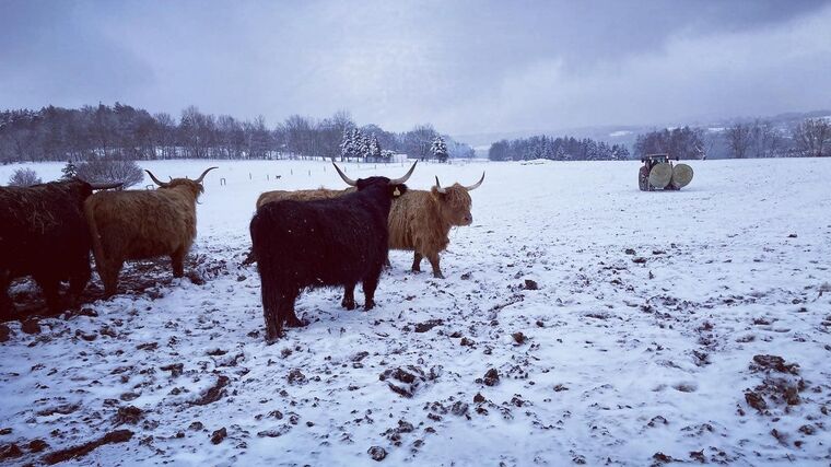 O chovu krav nevěděli nic. Dnes patří jejich farma k nejlepším v Česku