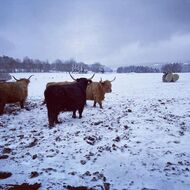 O chovu krav nevěděli nic. Dnes patří jejich farma k nejlepším v Česku