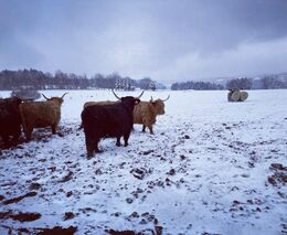 O chovu krav nevěděli nic. Dnes patří jejich farma k nejlepším v Česku