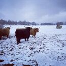 O chovu krav nevěděli nic. Dnes patří jejich farma k nejlepším v Česku