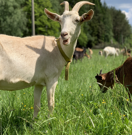 Farma u Františky