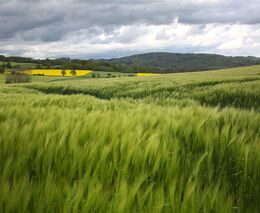 Týden v zemědělství podle Petra Havla - č. 22