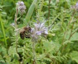 Expert o mizícím hmyzu: Příroda doplácí na způsob produkce potravin a dřeva