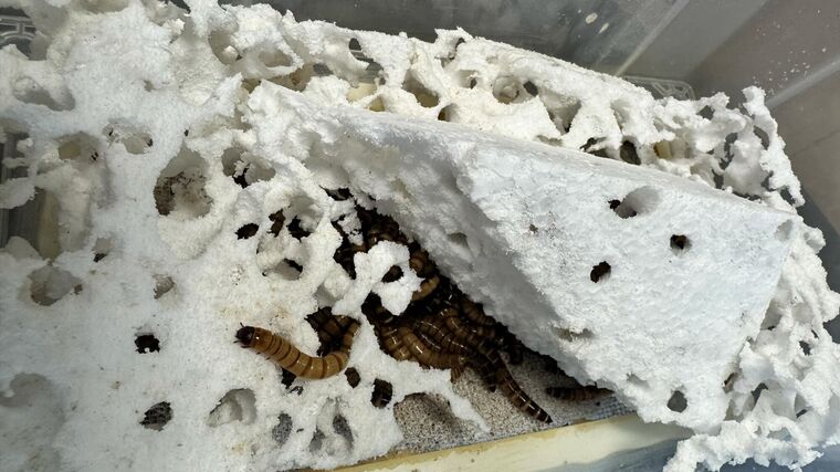 Vědci na Agronomické fakultě zkoumají, jak larvy potemníka rozkládají plasty