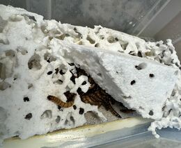 Vědci na Agronomické fakultě zkoumají, jak larvy potemníka rozkládají plasty