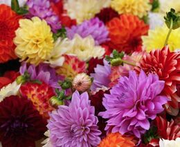 Nejkrásnější jiřinou zvolili lidé v České Skalici odrůdu Gunilda