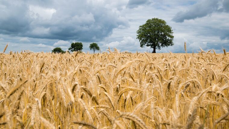 Asociace menších farmářů: Zákaz dovozu obilí z Ukrajiny není řešením 