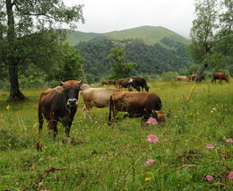 Pozvánka na workshop „Regenerativní pastva: rozmanitost rostlin a zvýšení úživnosti pastvin“