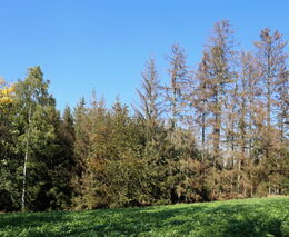 Kůrovcové kompenzace 2020: Financí je málo, SVOL vyjednal s MZe větší podporu pro nestátní vlastníky