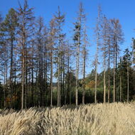 Studie: České lesy i v další desetiletích zasáhnou kůrovec a požáry