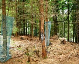 Ministerstvo zemědělství vyhlásilo tendr na generálního ředitele Lesů ČR