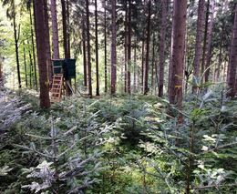 Vláda v demisi zvýšila příspěvky pro lesníky o miliardy Kč