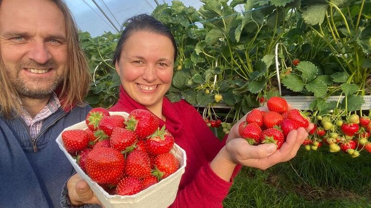 Na Farmě Vraňany začala sklizeň jahod, letos bude kvůli mrazům menší 
