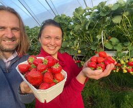 Na Farmě Vraňany začala sklizeň jahod, letos bude kvůli mrazům menší 