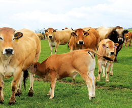 Zvrácený systém dotací: farma bez jiných příjmů neuspěla, neprůhledné holdingy čerpají