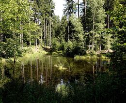 ASZ ČR požaduje jasné rozlišování státních a soukromých lesů