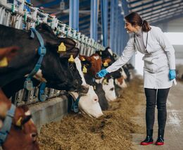 Na ČZU by mohl vzniknout magisterský program pro veterinární lékařství 