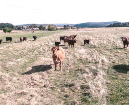 Štéchův statek - stříbrný medailista v programu ASZ ČR Pestrá krajina 