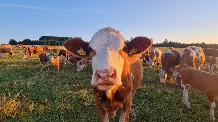 Digitalizace či porážka na farmě. Komise navrhuje změnu zemědělských předpisů