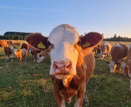 Digitalizace či porážka na farmě. Komise navrhuje změnu zemědělských předpisů