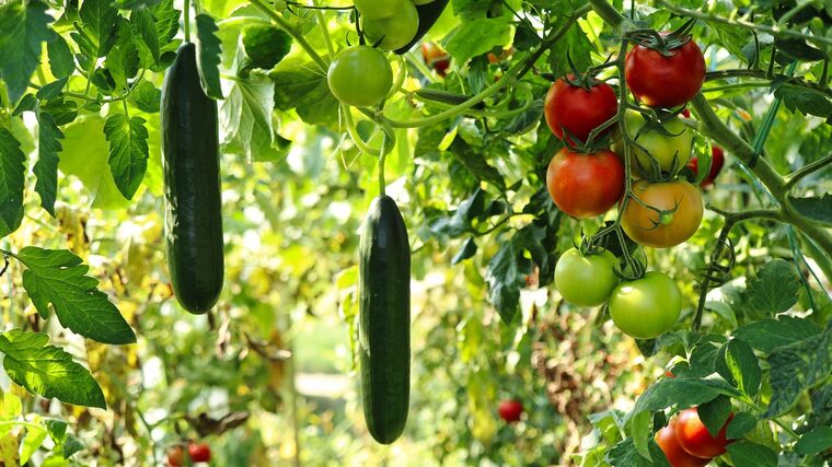 Pozvánka na exkurzi „Regenerativní zelinářství a Market Gardening“