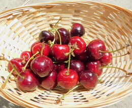 Ovocnářův rok – červenec a srpen (léto)