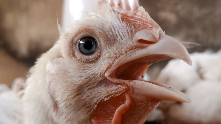 Komentář: Vodňanské kuře do škol? Ministr soběstačnosti opět zasahuje