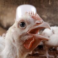 Komentář: Vodňanské kuře do škol? Ministr soběstačnosti opět zasahuje