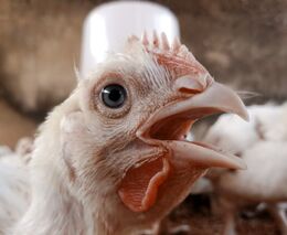 Komentář: Vodňanské kuře do škol? Ministr soběstačnosti opět zasahuje