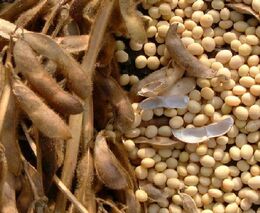 Sebevraždy, pesticidy a superplevel. Brazilská sója zakletá v jedovatém kruhu