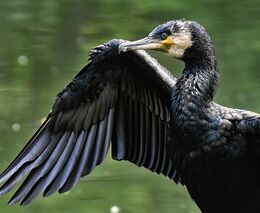 Stát možná bude dál vyplácet rybářům náhrady za škody způsobené kormorány