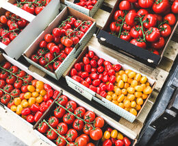 Šlechtitelé rajčat se každoročně snaží registrovat desítky nových odrůd