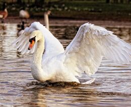 Ornitologové kvůli ptačí chřipce doporučují omezit krmení kachen a labutí 