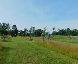 Ovocnářův rok – září a říjen (konec léta a začátek podzimu)