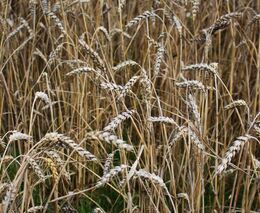 Analytik: Ceny pšenice mohou klesnout, zemědělci ji drželi na skladech