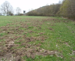 Škody zvěří vznikly. A co dál?