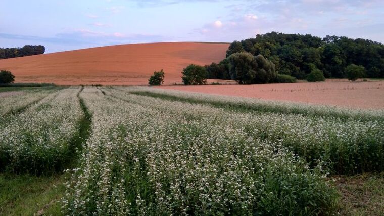 Pozvánka: Participační pěstování pohanky v ČR
