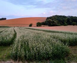 Pozvánka: Participační pěstování pohanky v ČR