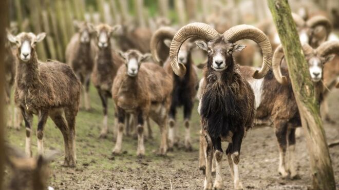 Penzion Farma Dvorec