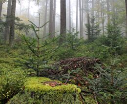 Jak úspěšně navrátit jedli bělokorou do našich lesů?