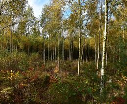 Vědci doporučují obnovit kalamitní holiny přes přípravný les