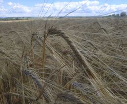 Olomoučtí vědci jako první v EU testují na poli geneticky editovaný ječmen