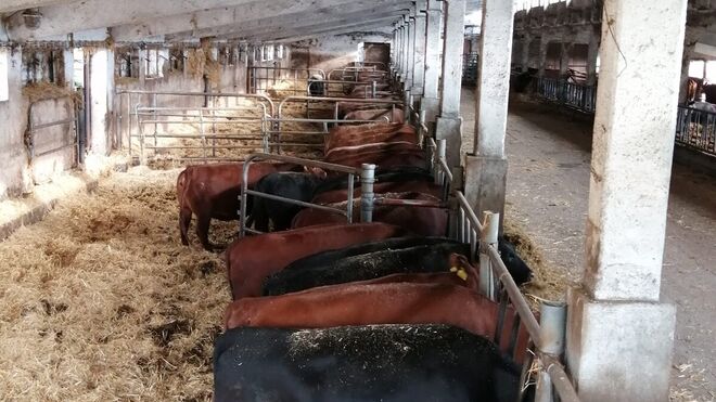 Hovězí – Procházka