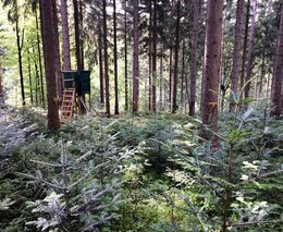 Lesní zákon je splněný úkol vlády, bez změn v myslivosti ale vlastníkům pomůže jen částečně